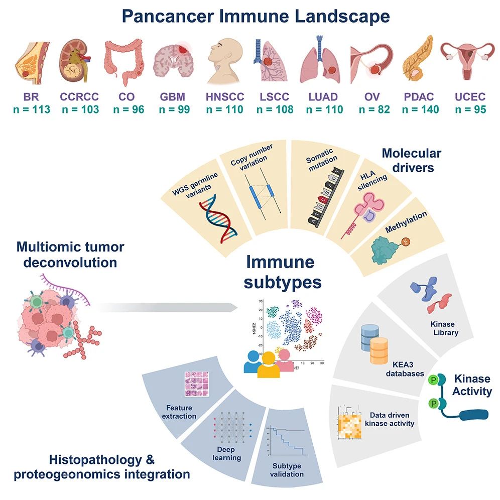 肿瘤免疫亚型的研究进展：从基因到蛋白质，再到免疫微环境的深入探索